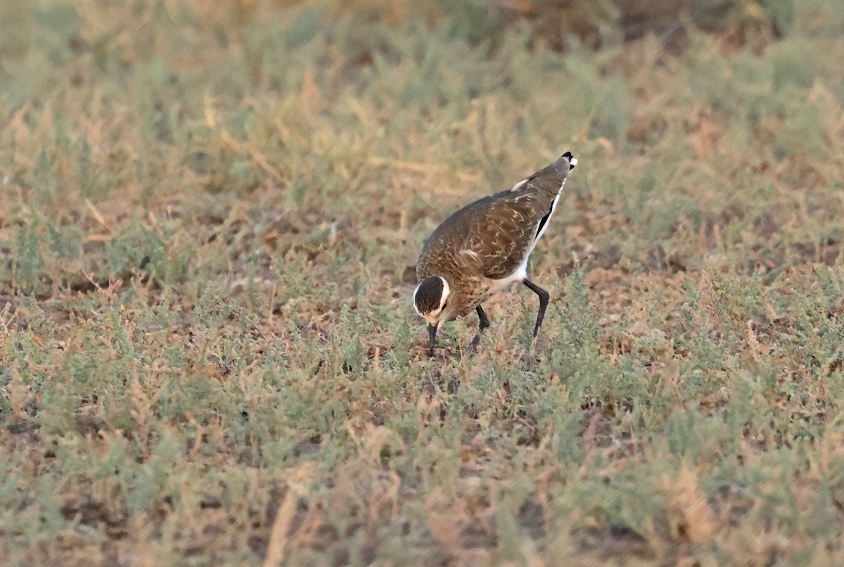 Avefría Sociable - ML646839754