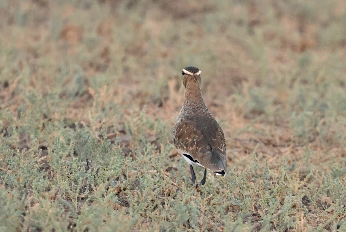 Avefría Sociable - ML646839755