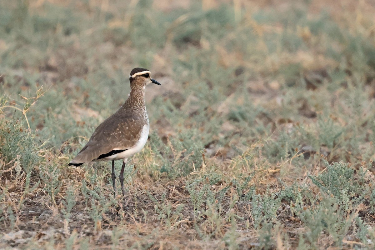 Avefría Sociable - ML646839756