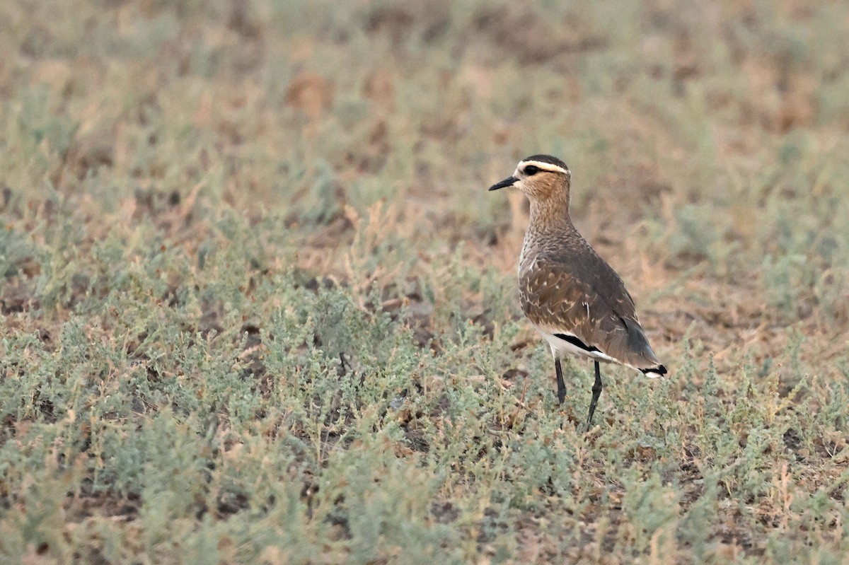 Avefría Sociable - ML646839757