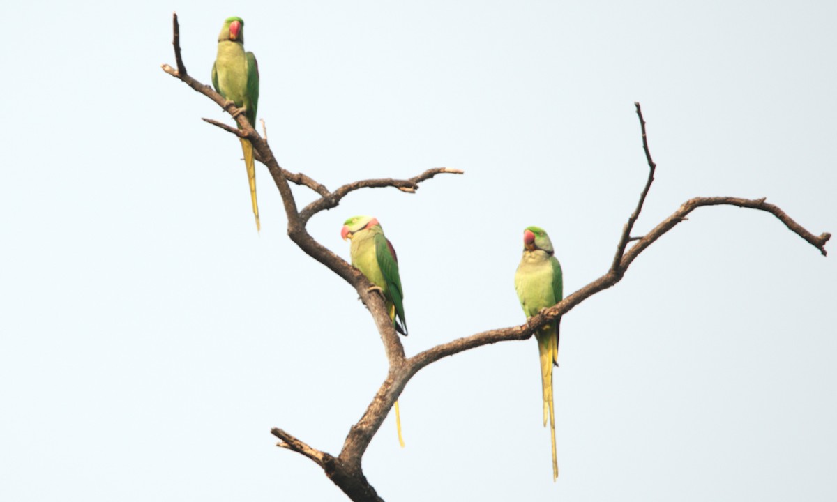 halsbåndparakitt - ML646839758