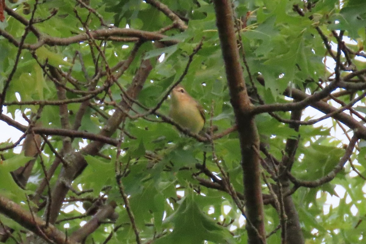 Eastern Warbling Vireo - ML646839759