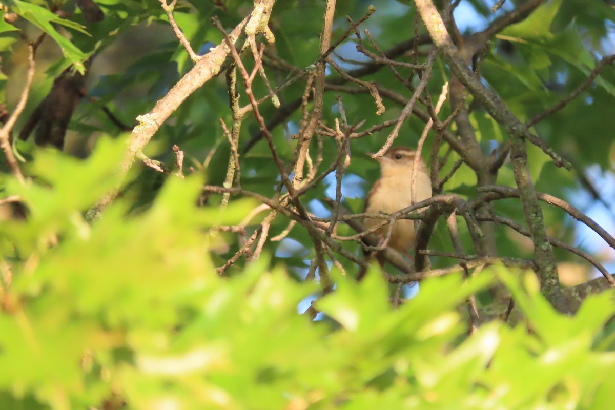 Carolina Wren - ML646839760