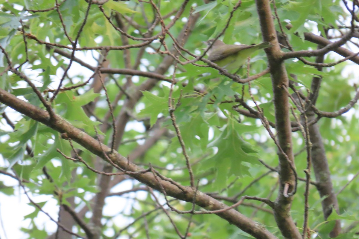 Eastern Warbling Vireo - ML646839761
