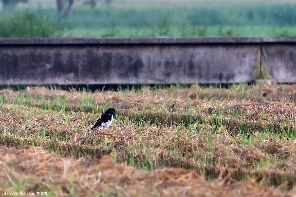 moták černobílý - ML646839762