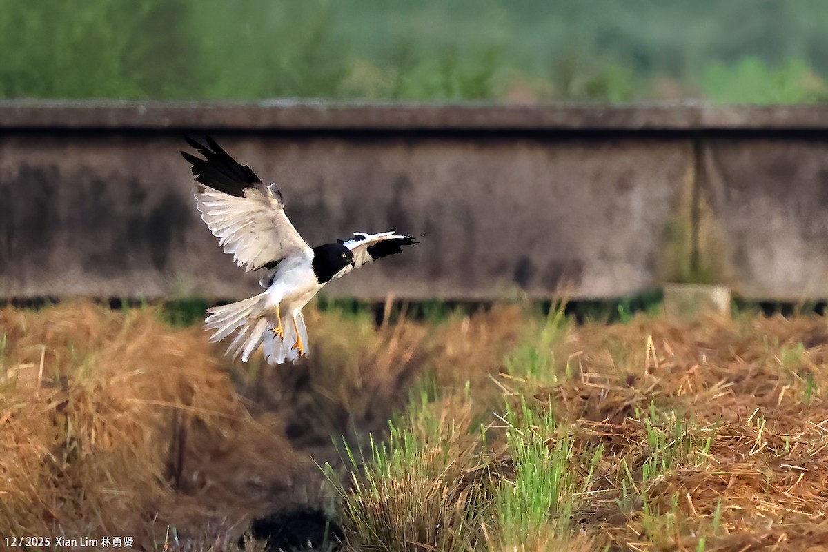 moták černobílý - ML646839763