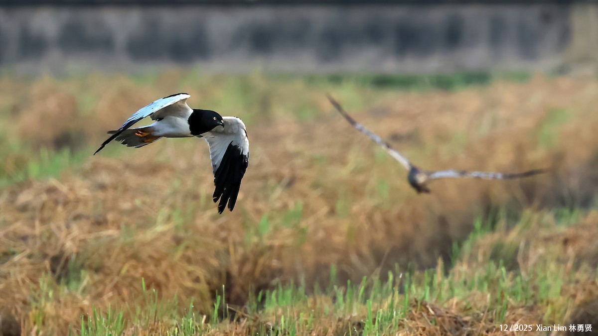 moták černobílý - ML646839764