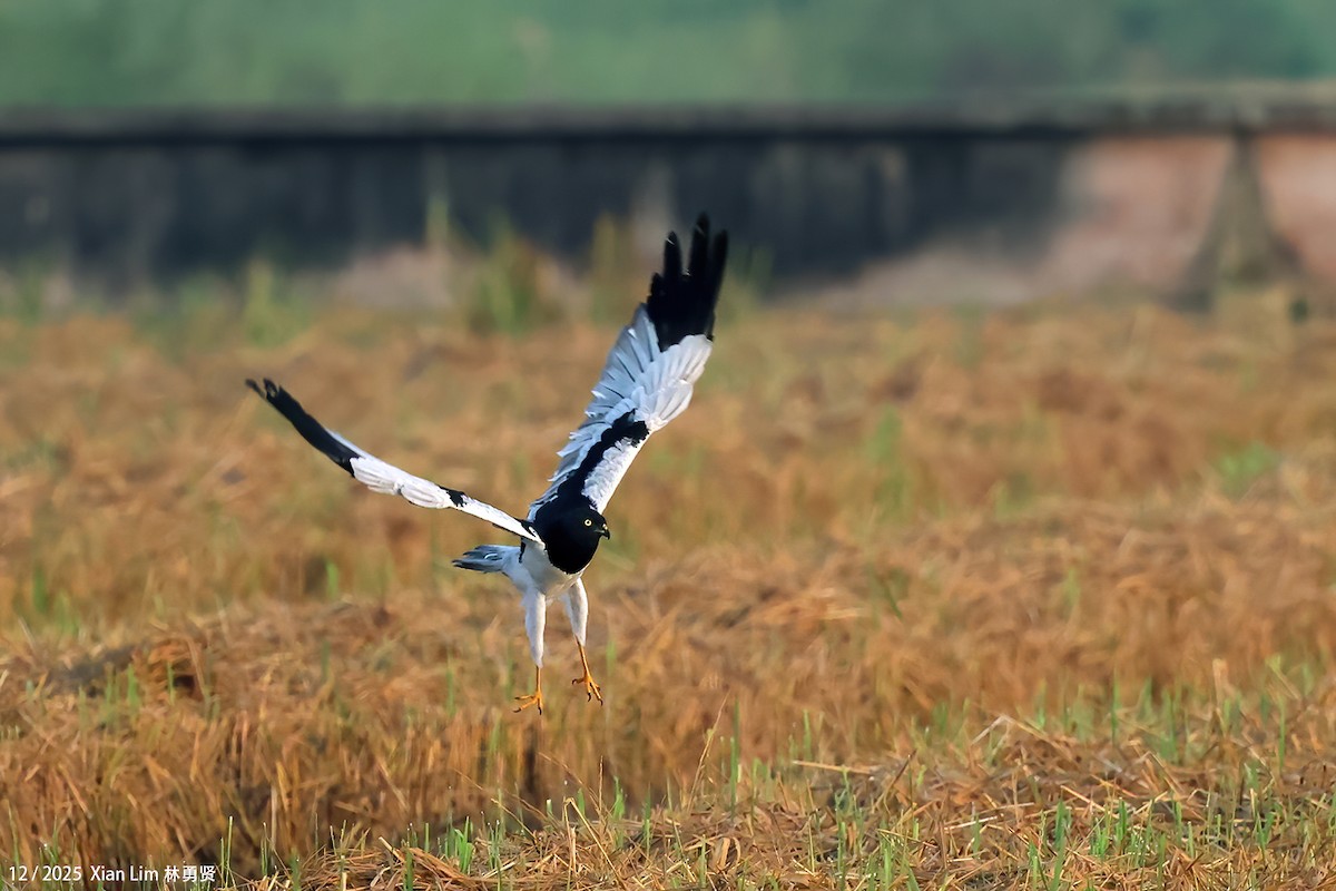 moták černobílý - ML646839765