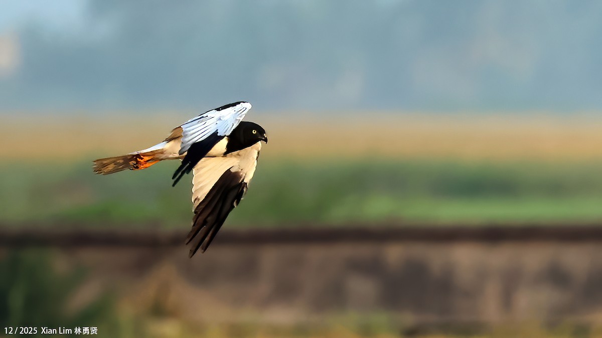 moták černobílý - ML646839766