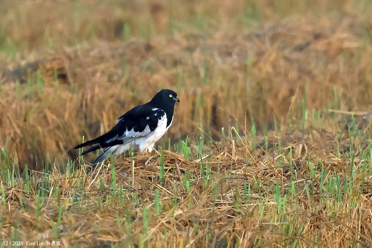 moták černobílý - ML646839767