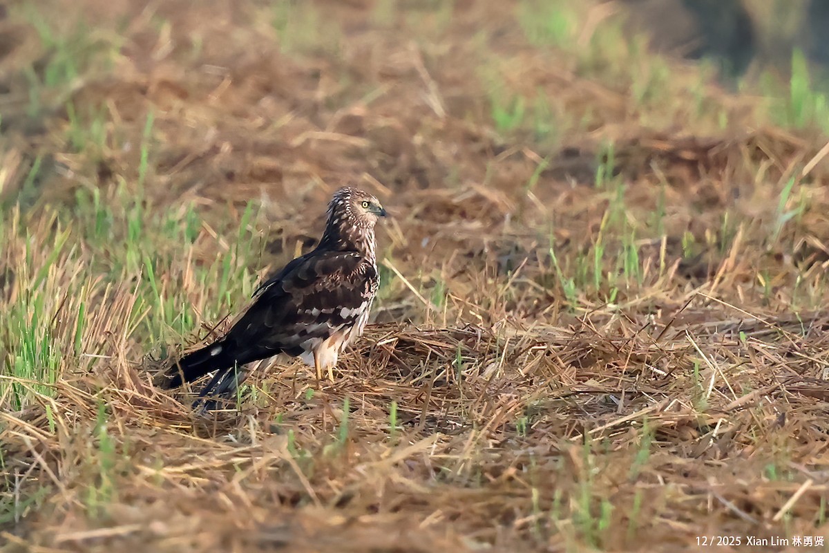 moták černobílý - ML646839768