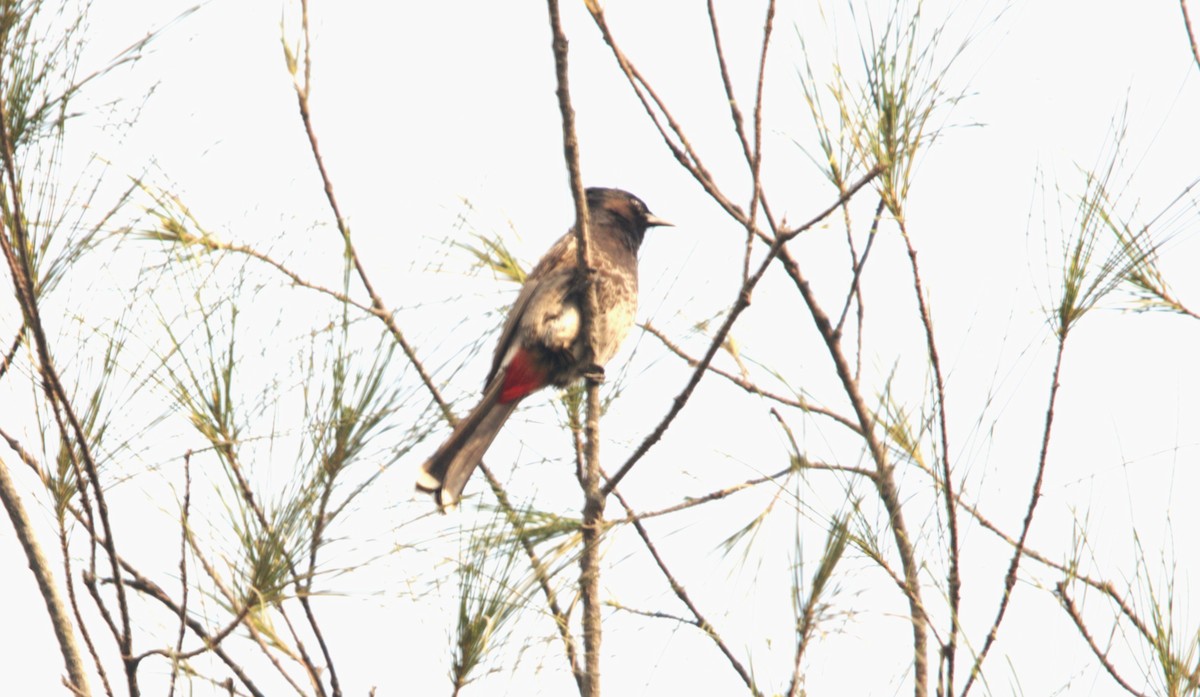 rødgumpbylbyl - ML646839769