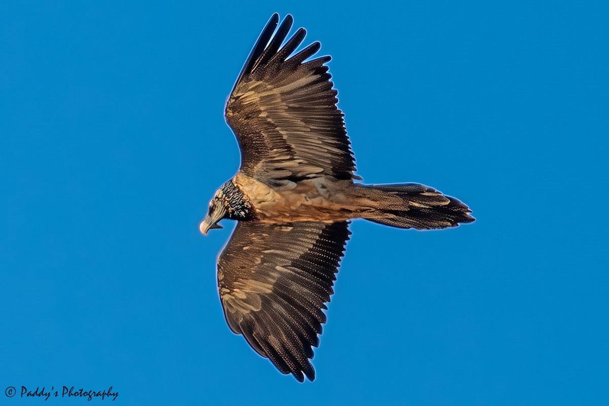 Ugatza - ML646839770