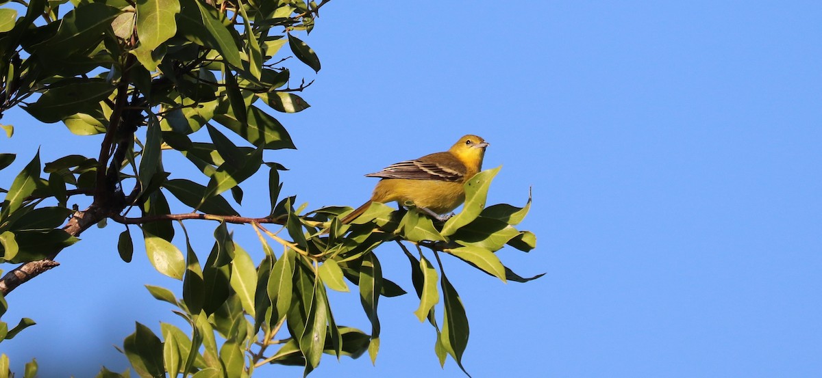 Oriole des vergers - ML646839774