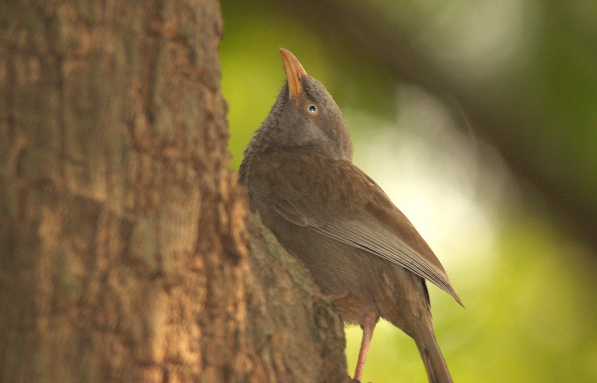 landsbyskriketrost - ML646839775