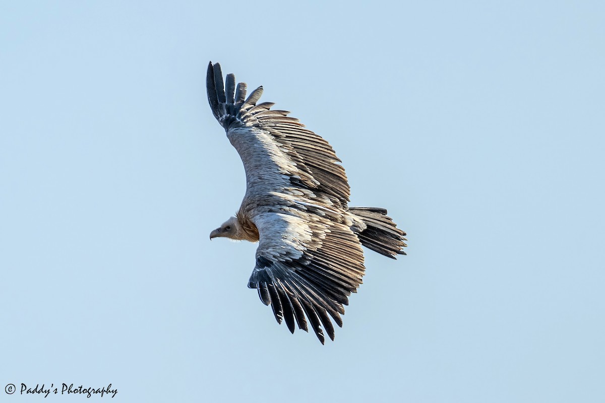 Vautour de l'Himalaya - ML646839777