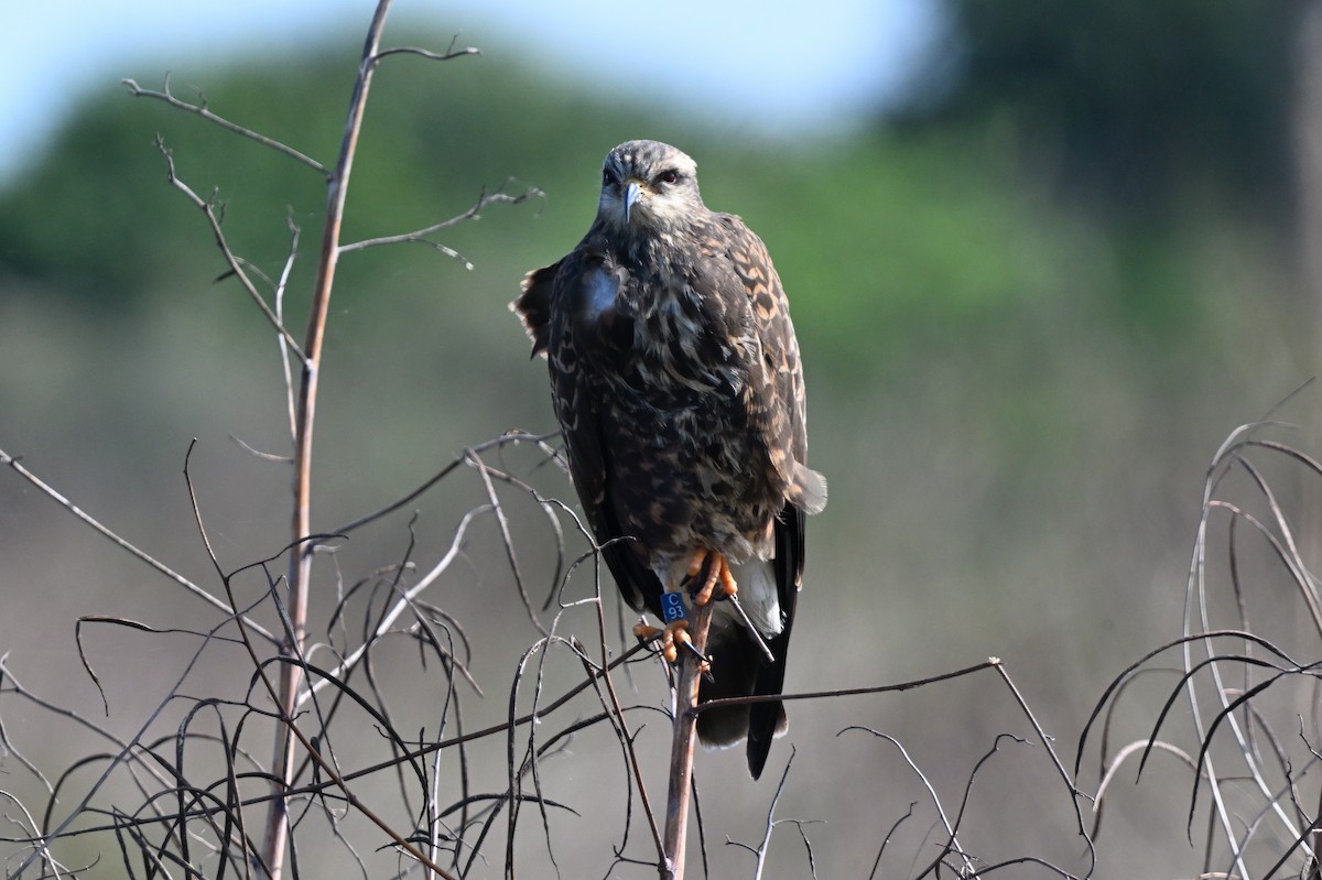 Snail Kite - ML646839780