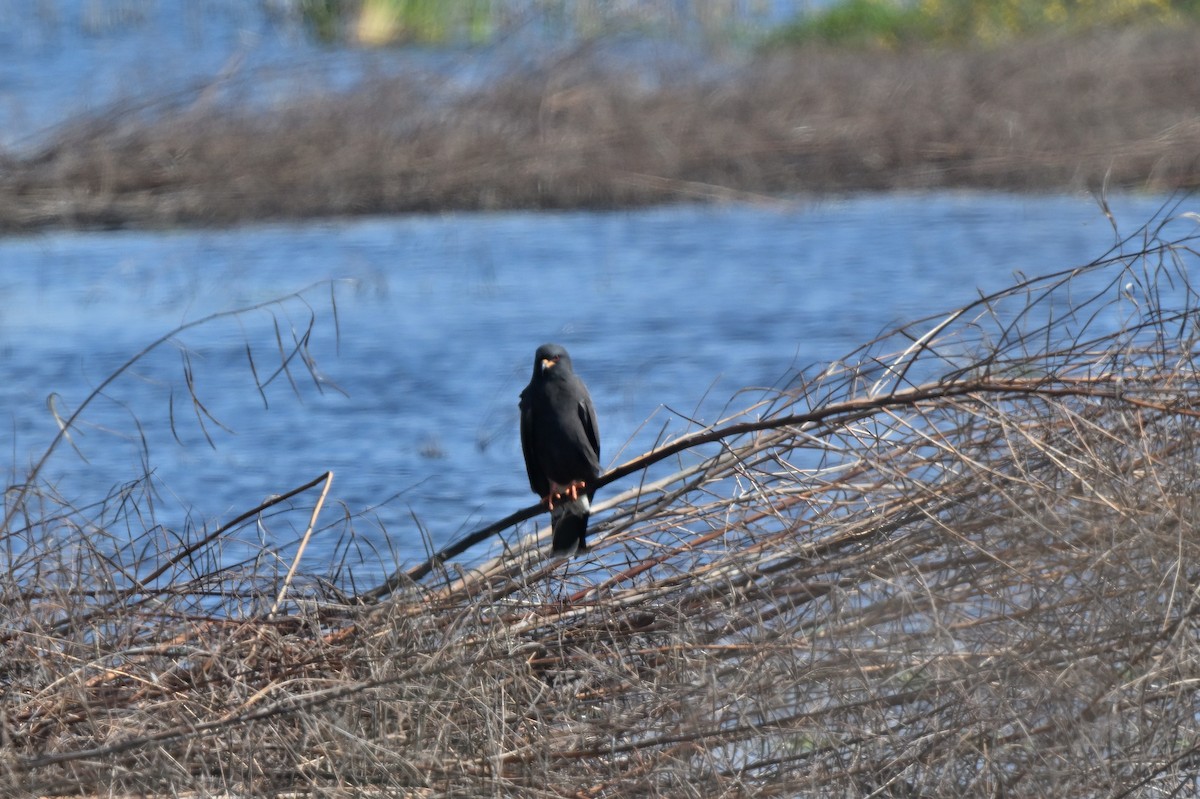Snail Kite - ML646839781