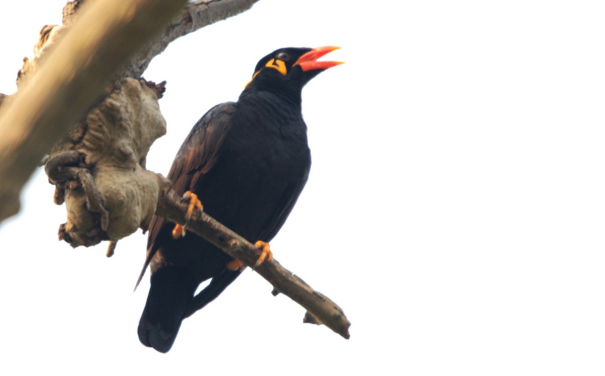 beostær - ML646839788