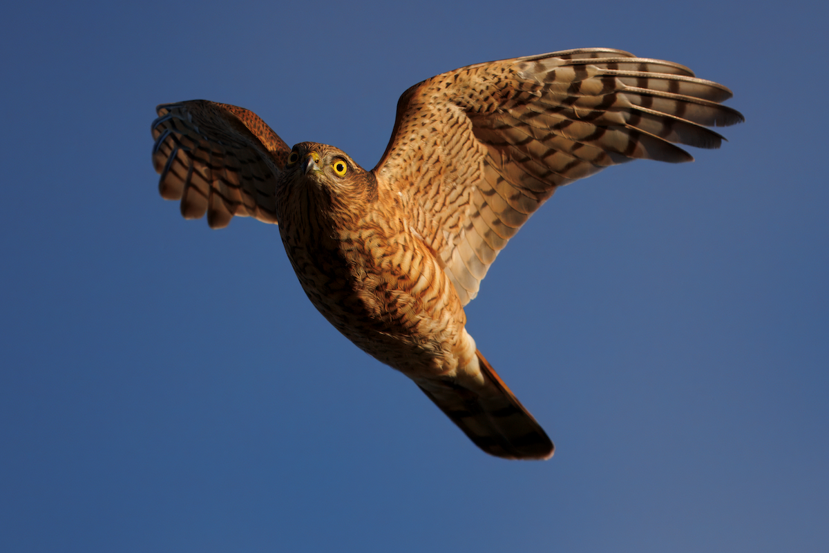 Eurasian Sparrowhawk - ML646839794