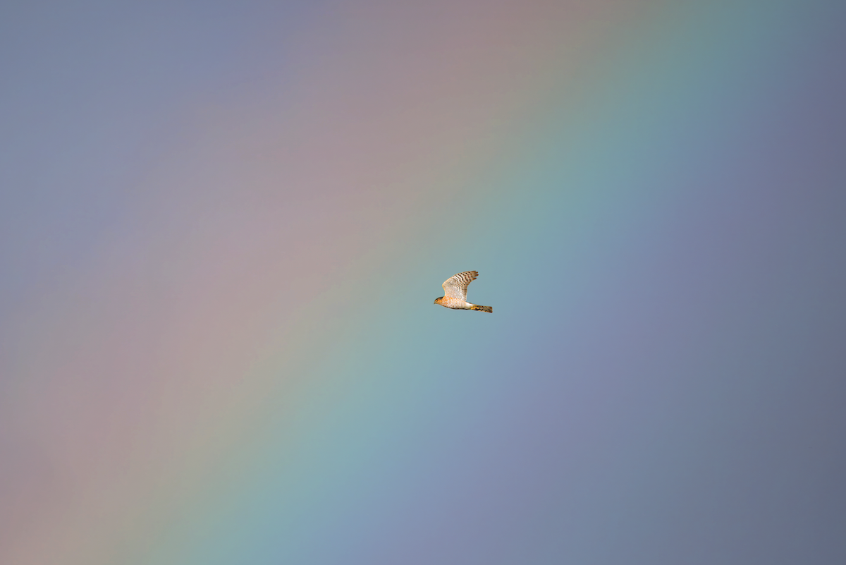 Eurasian Sparrowhawk - ML646839796