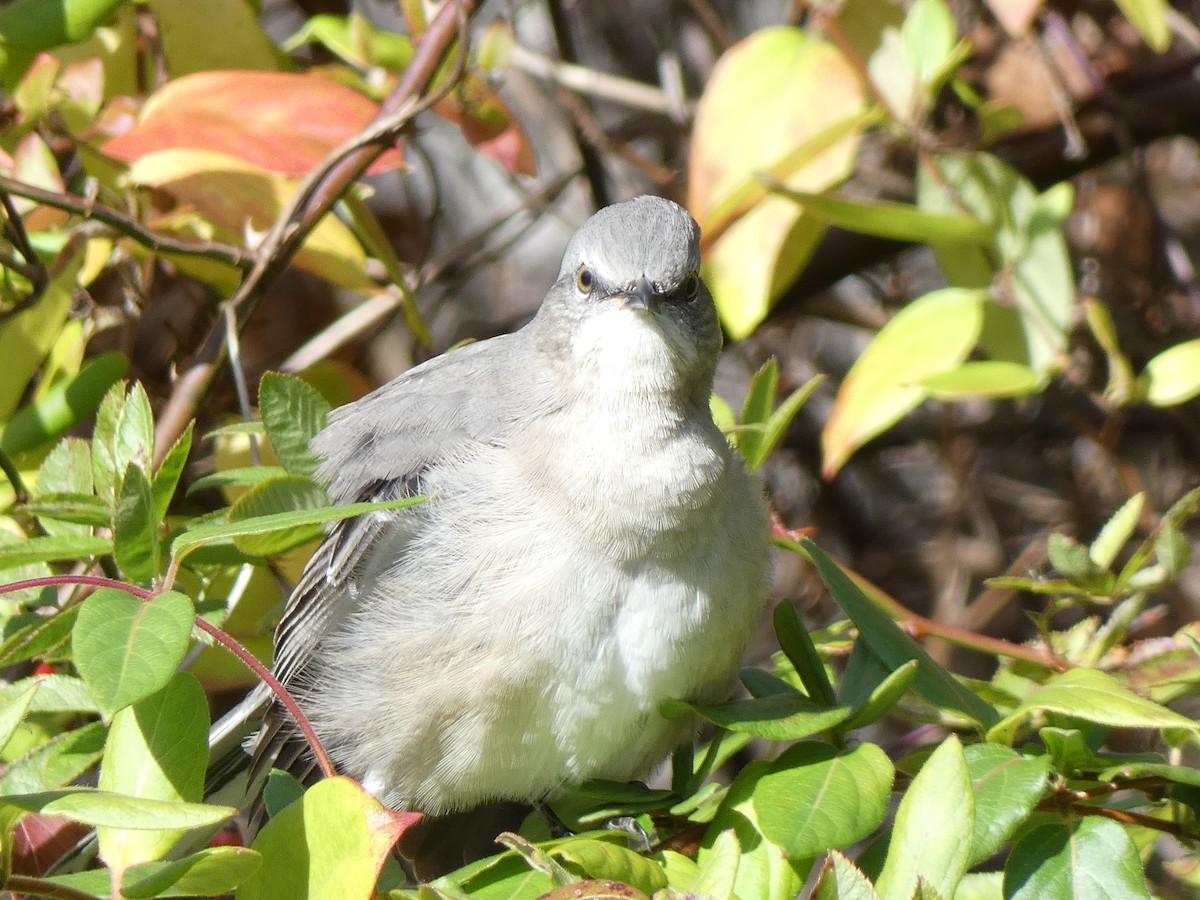 Northern Mockingbird - ML646839798