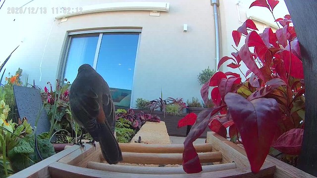 Colirrojo Tizón - ML646839799