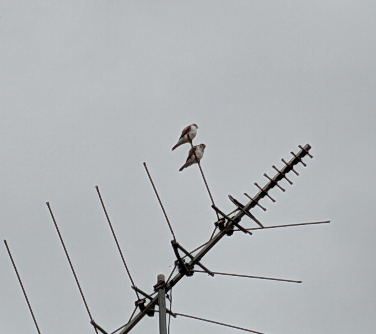 Pearl Kite - ML646839806