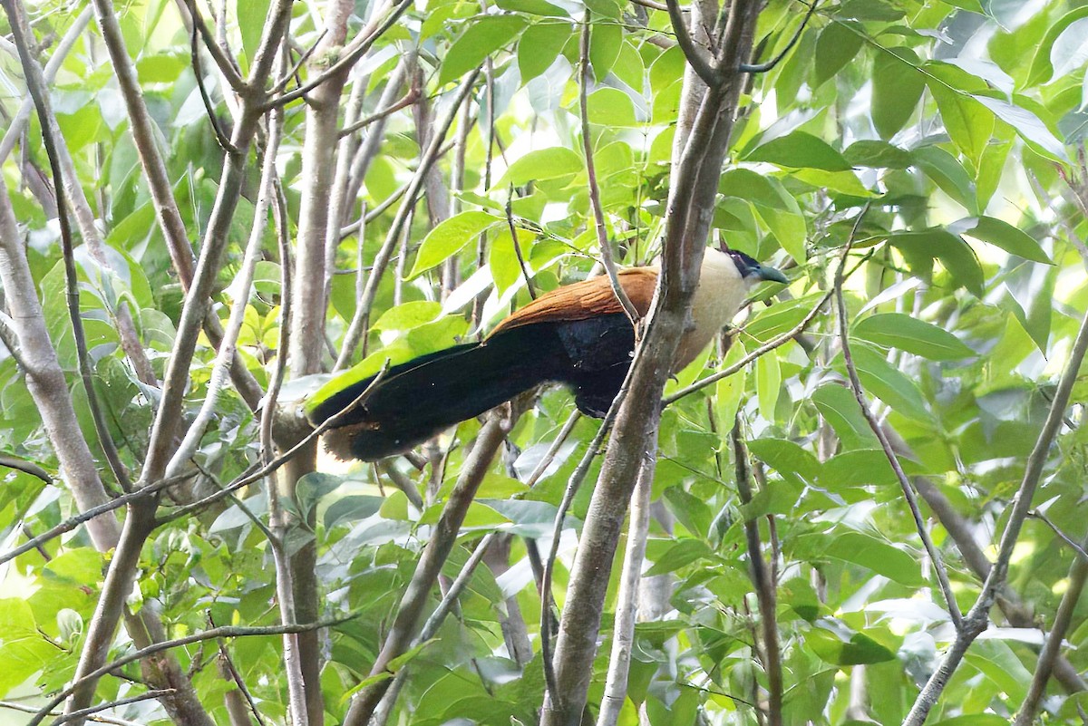 Black-faced Coucal - ML646839808