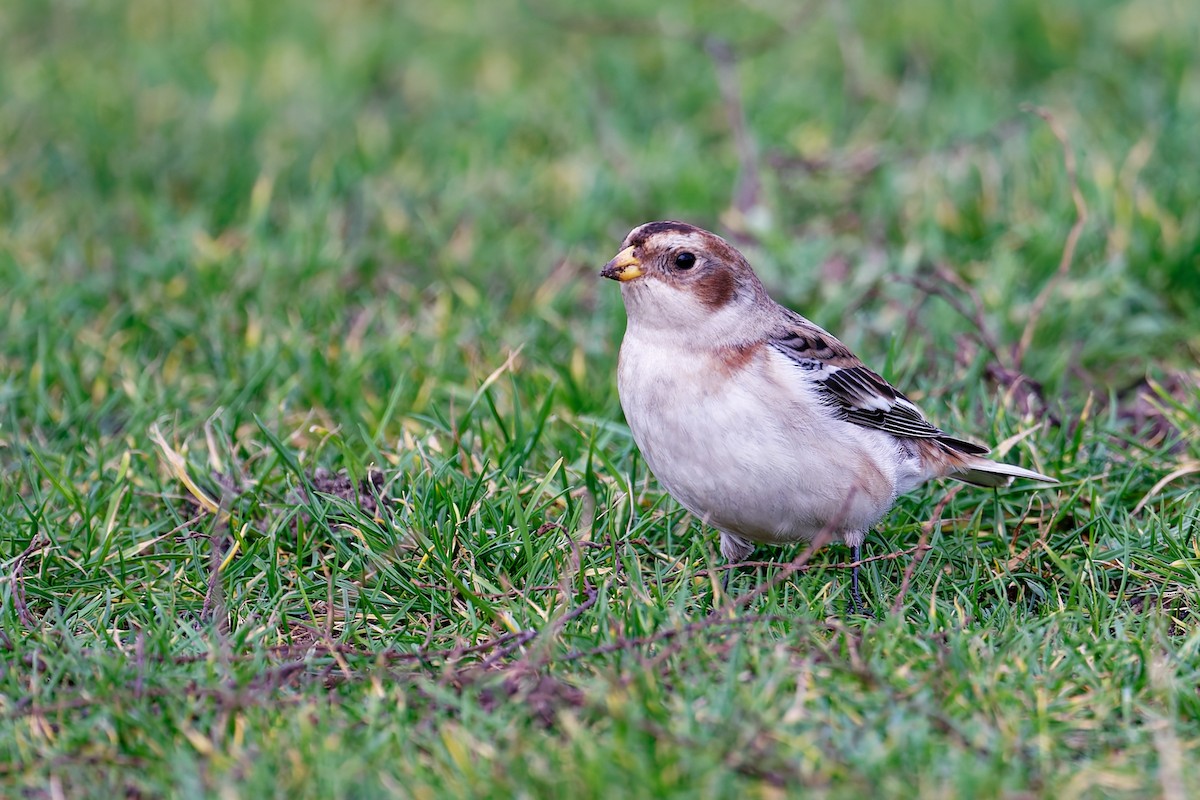 ユキホオジロ - ML646839816
