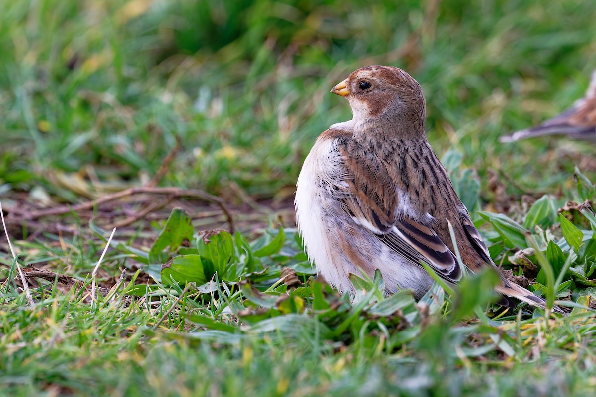 ユキホオジロ - ML646839817