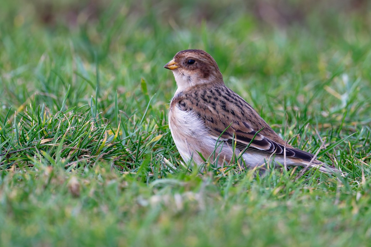 ユキホオジロ - ML646839818