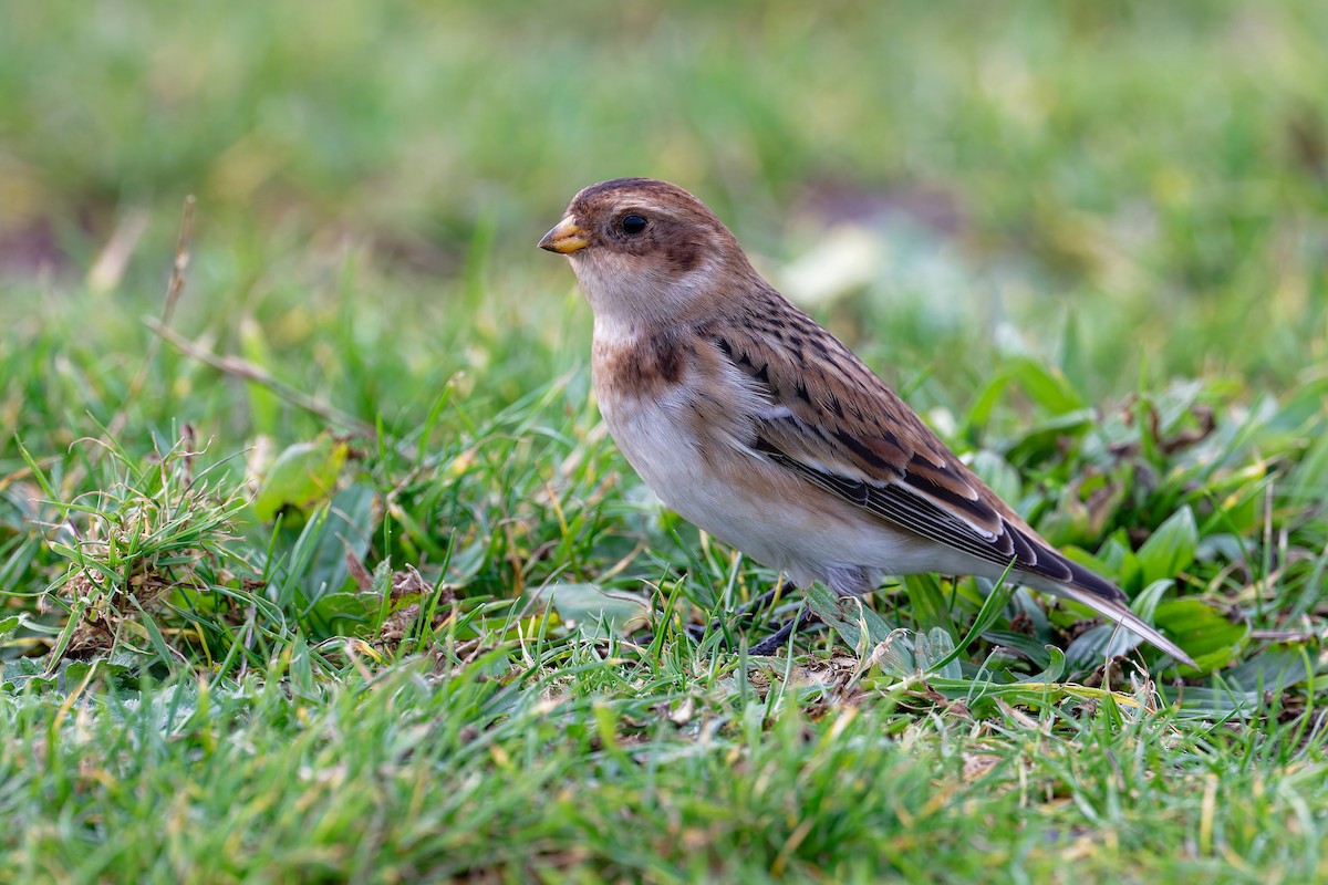 ユキホオジロ - ML646839819