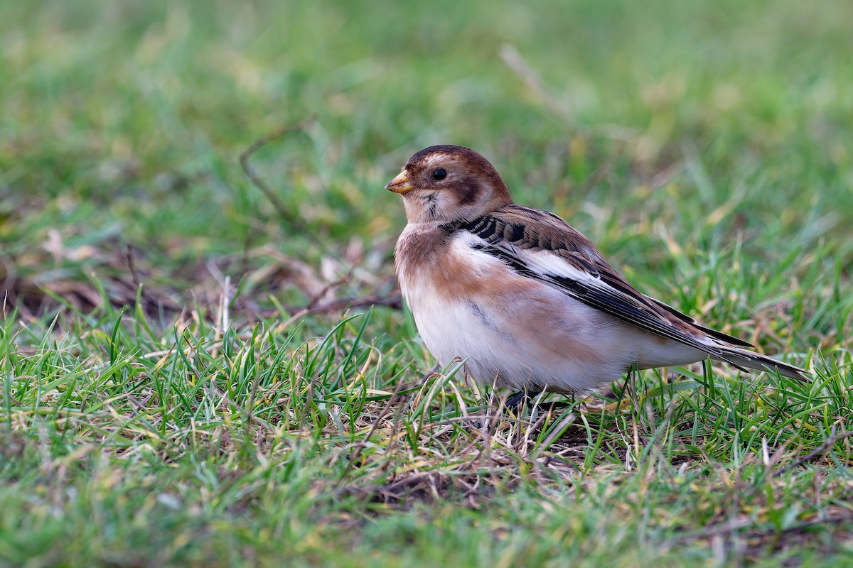 ユキホオジロ - ML646839820