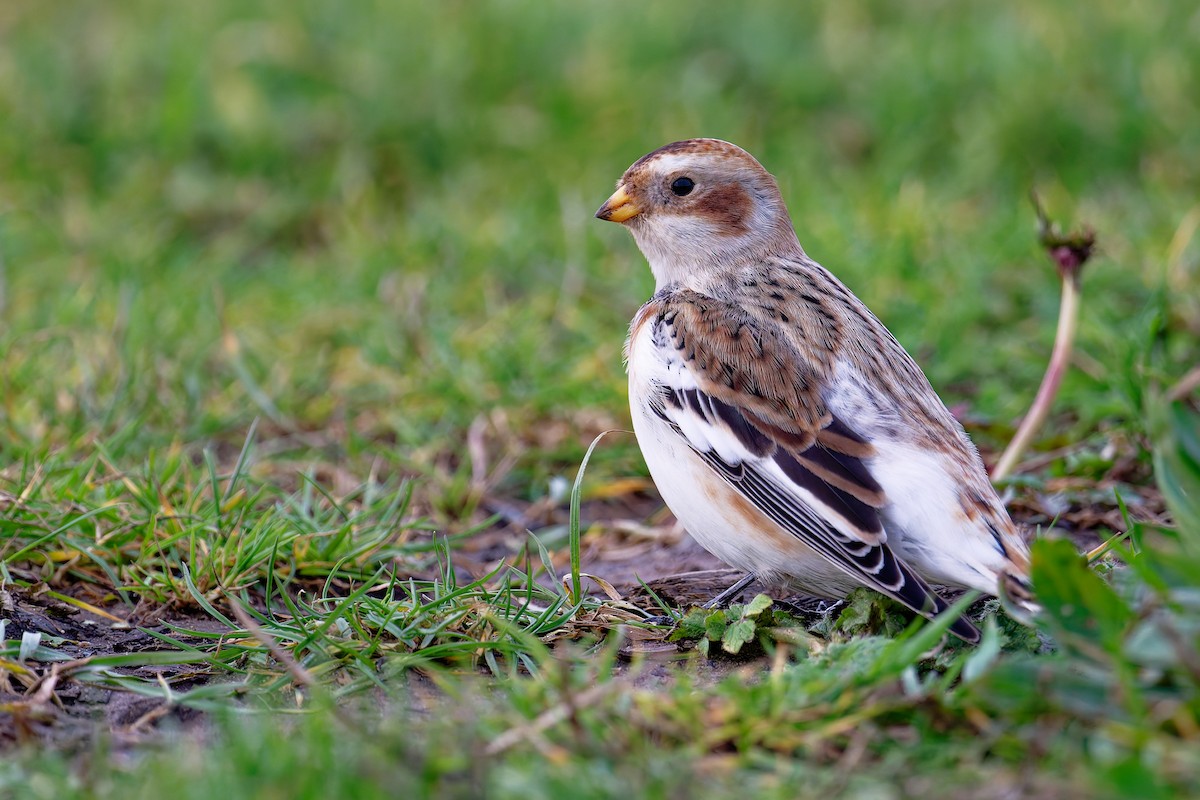 ユキホオジロ - ML646839822