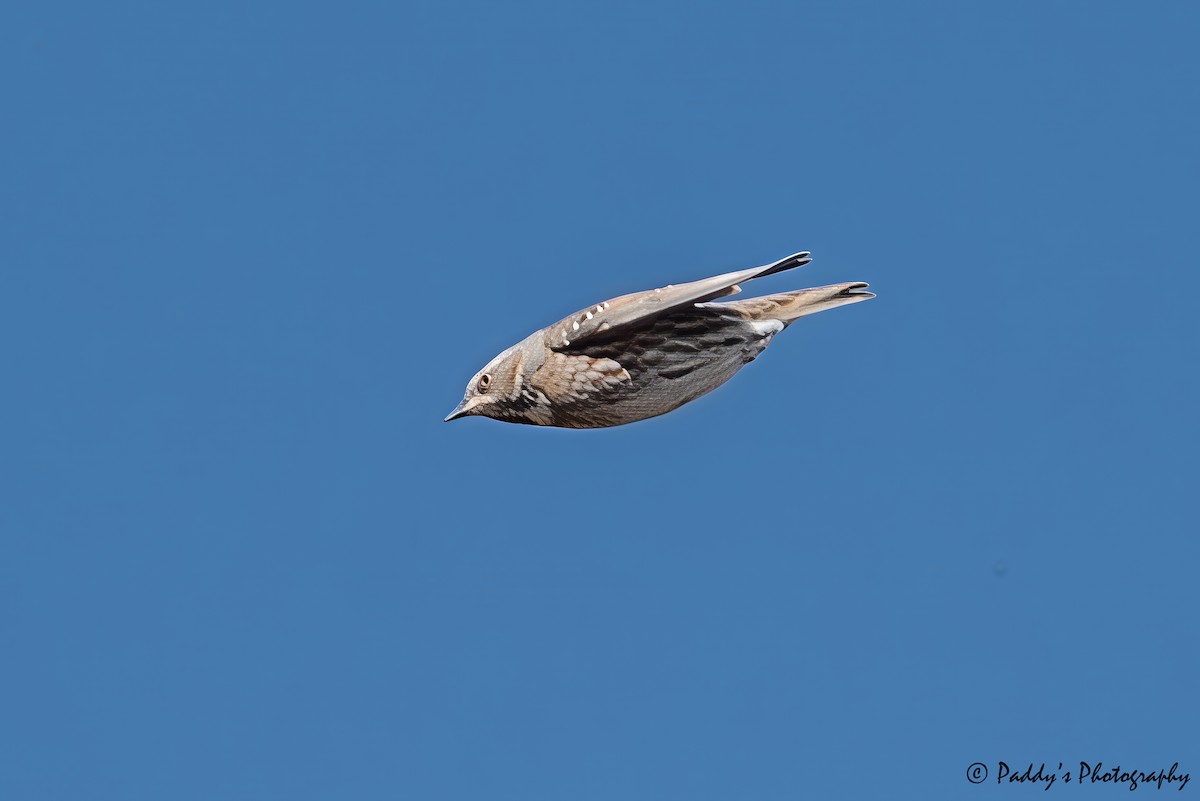 Tuntun himalaiarra - ML646839836