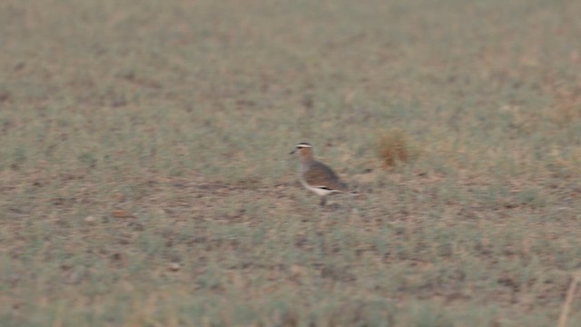 Avefría Sociable - ML646839838