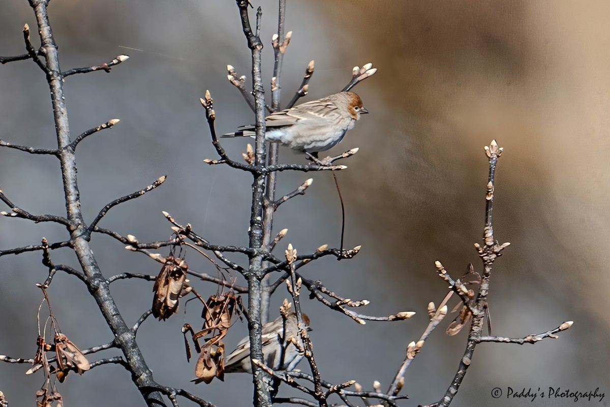 Plain Mountain Finch - ML646839840
