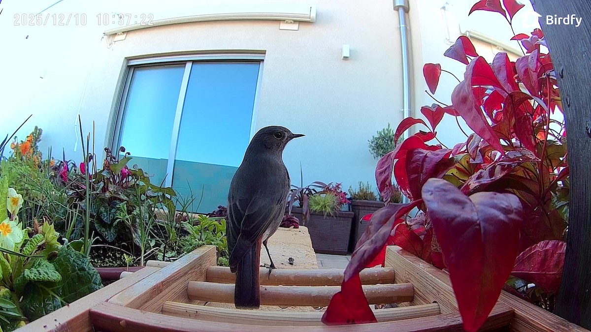 Colirrojo Tizón - ML646839843