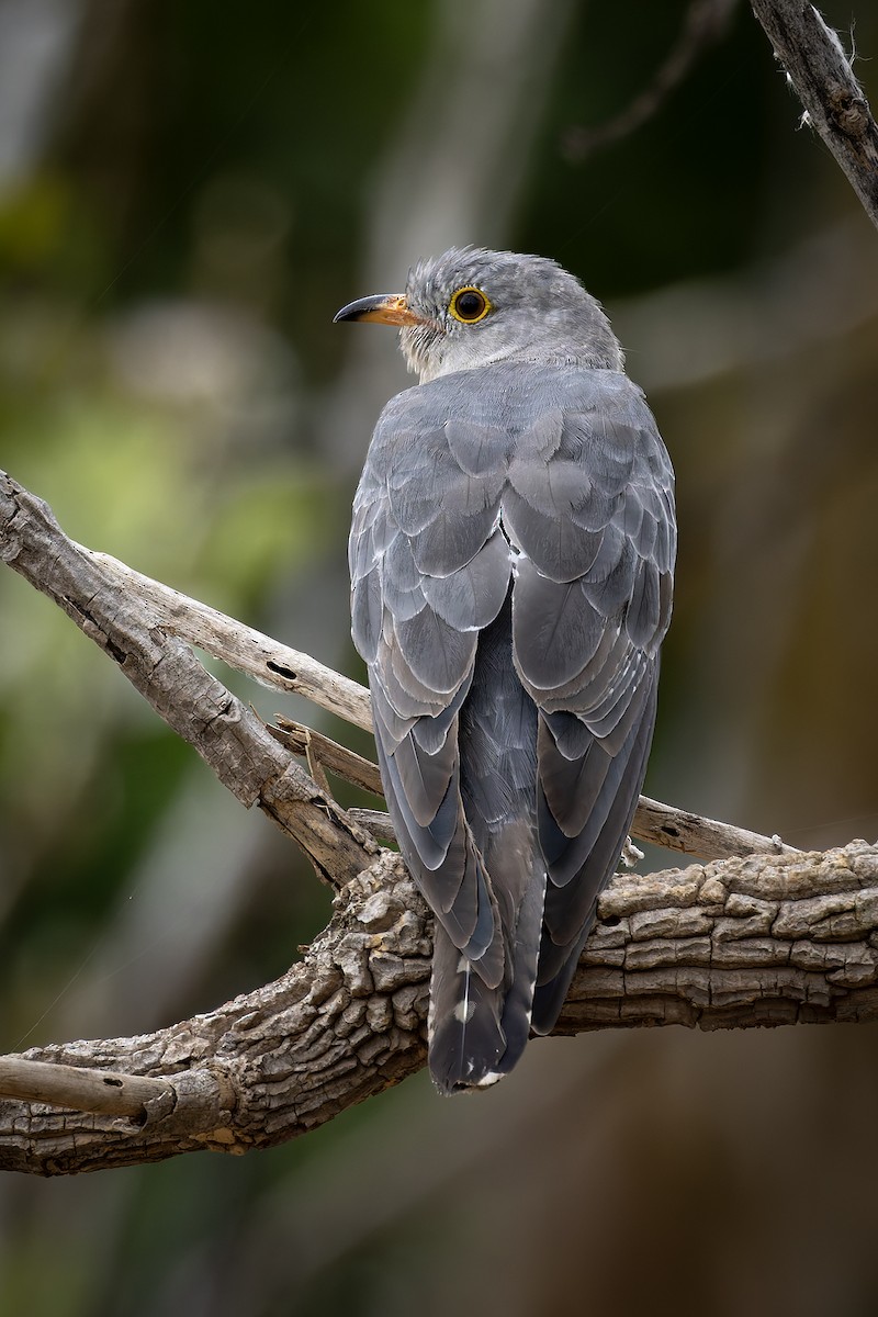African Cuckoo - ML646839845