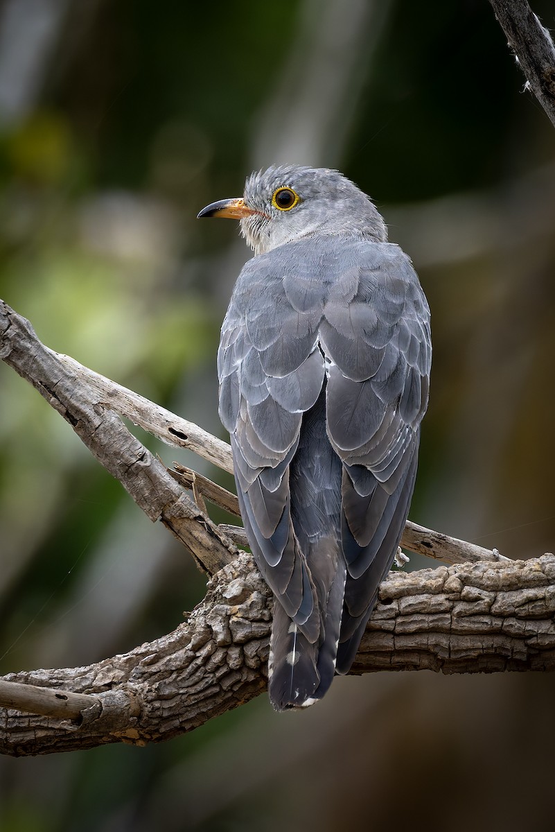 African Cuckoo - ML646839846