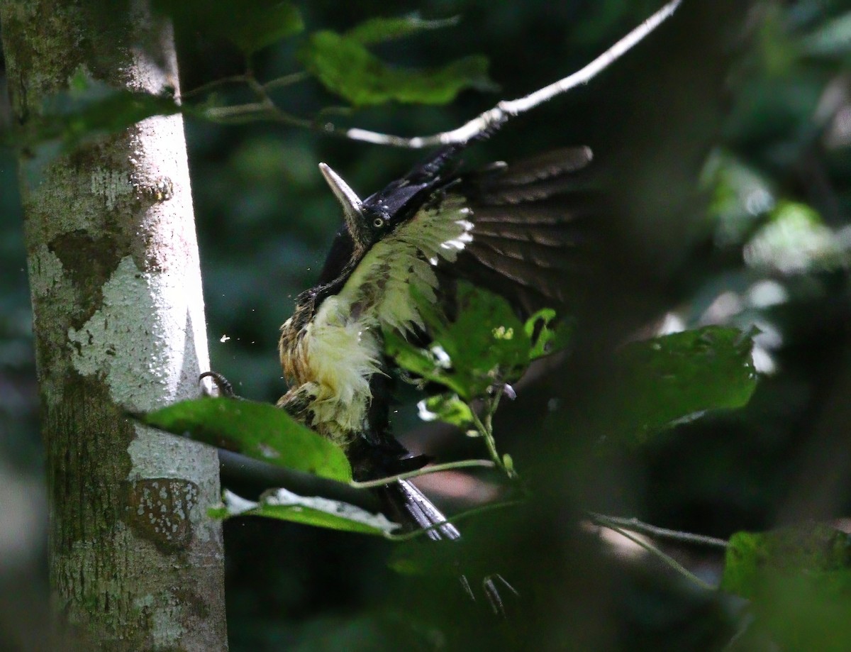 White-bellied Woodpecker - ML646839852