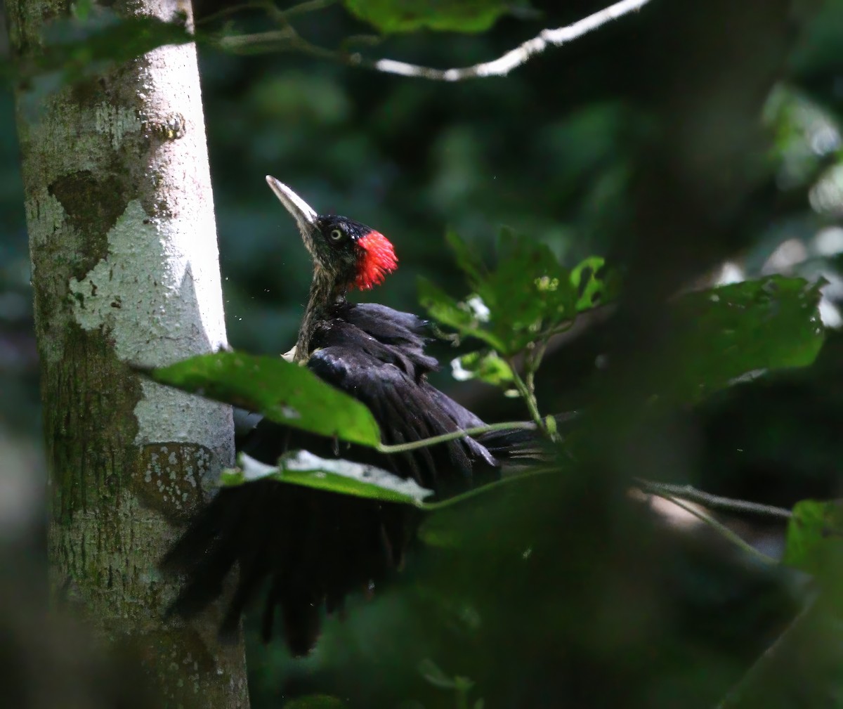 White-bellied Woodpecker - ML646839853