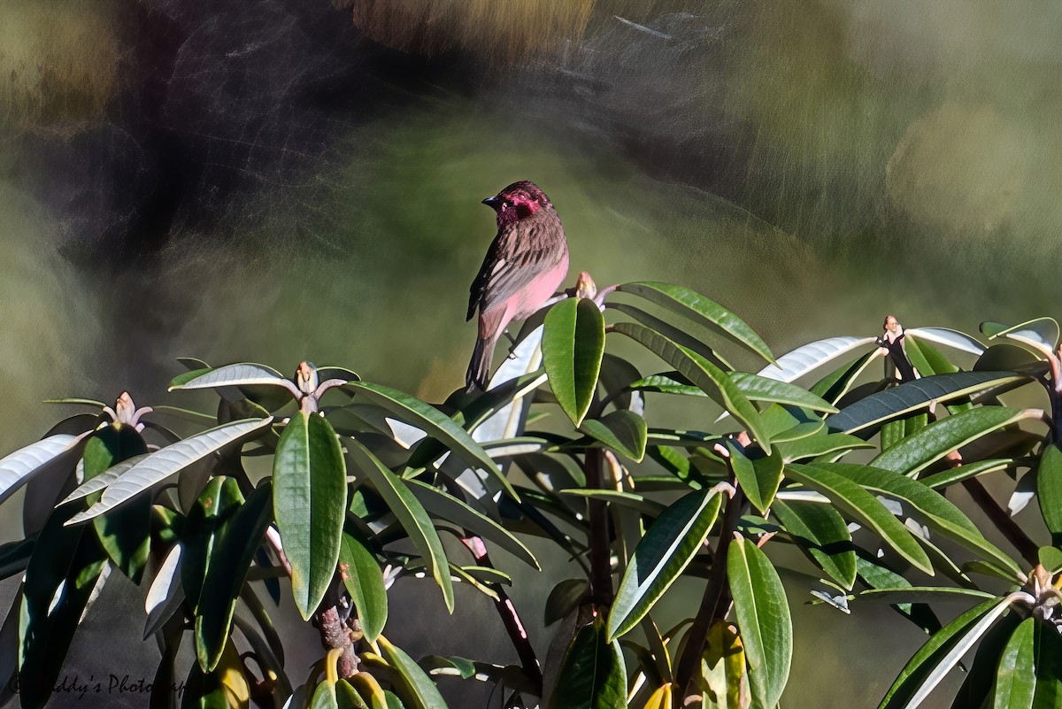 Pink-browed Rosefinch - ML646839869
