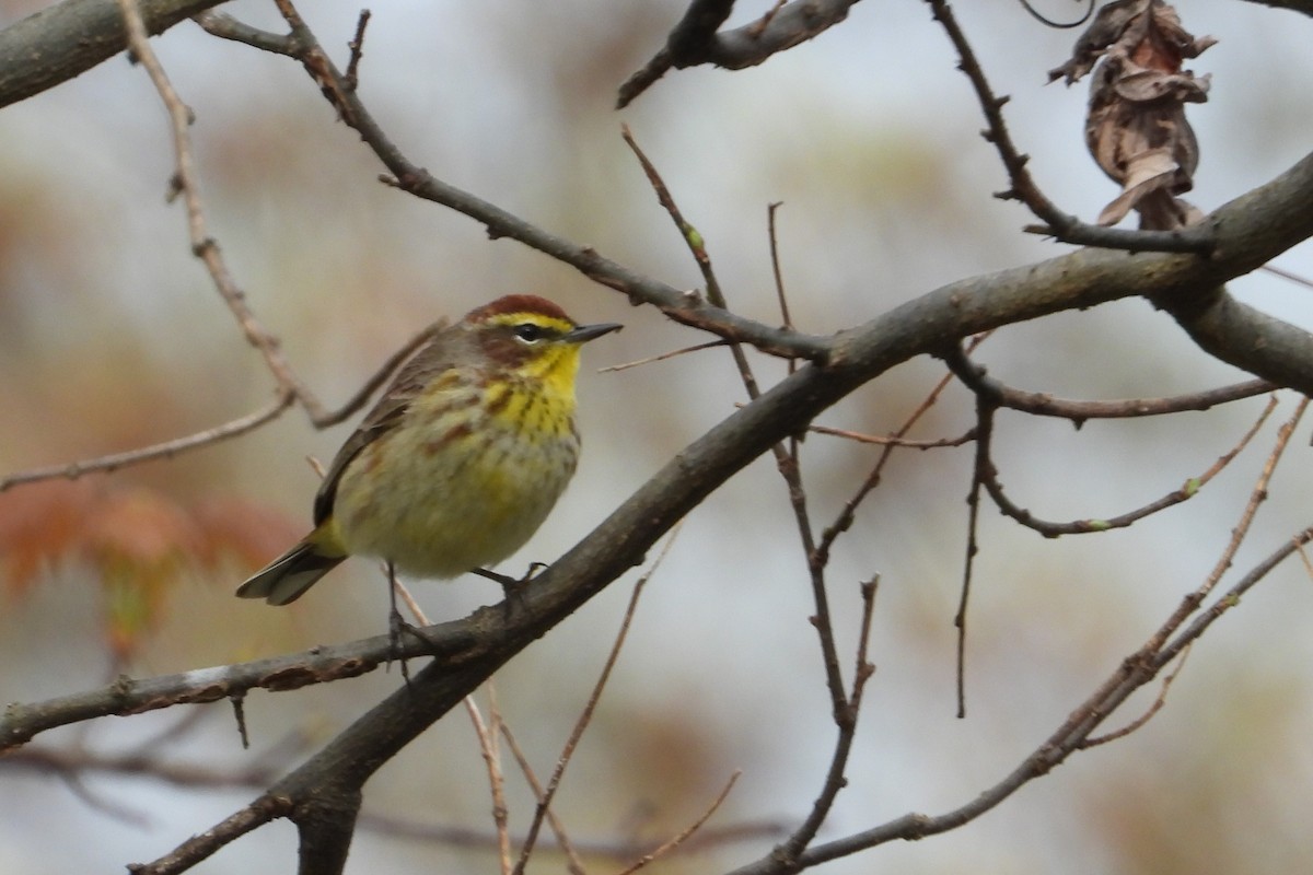 lesňáček bažinný - ML646839872