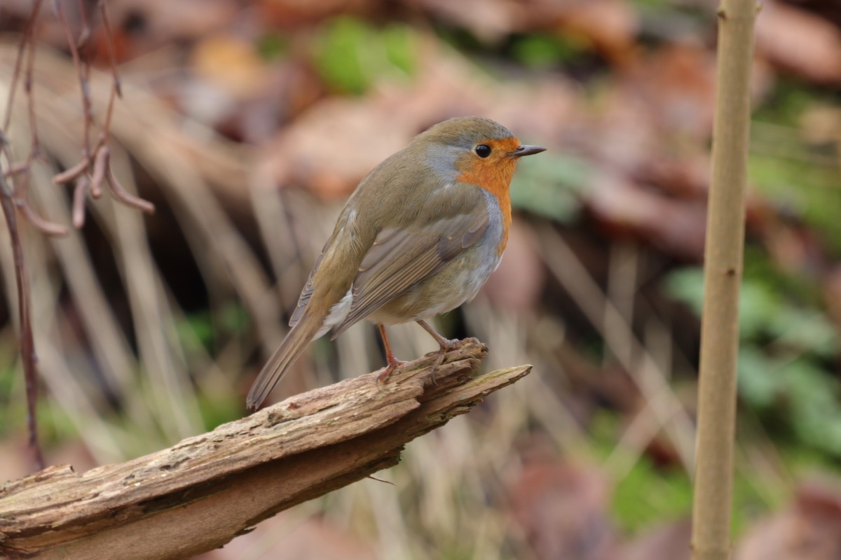 European Robin - ML646839873