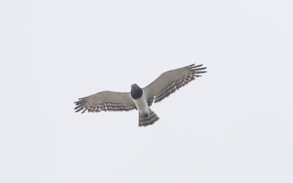 Black-chested Snake-Eagle - ML646839874