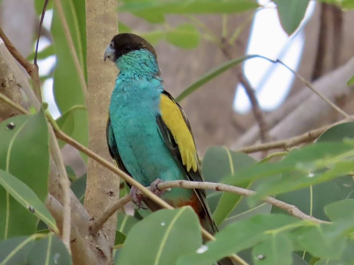 Hooded Parrot - ML646839875