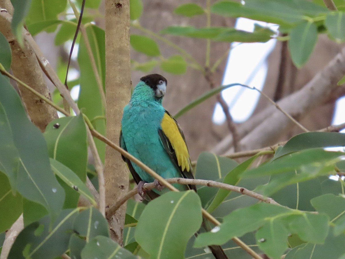 Hooded Parrot - ML646839876
