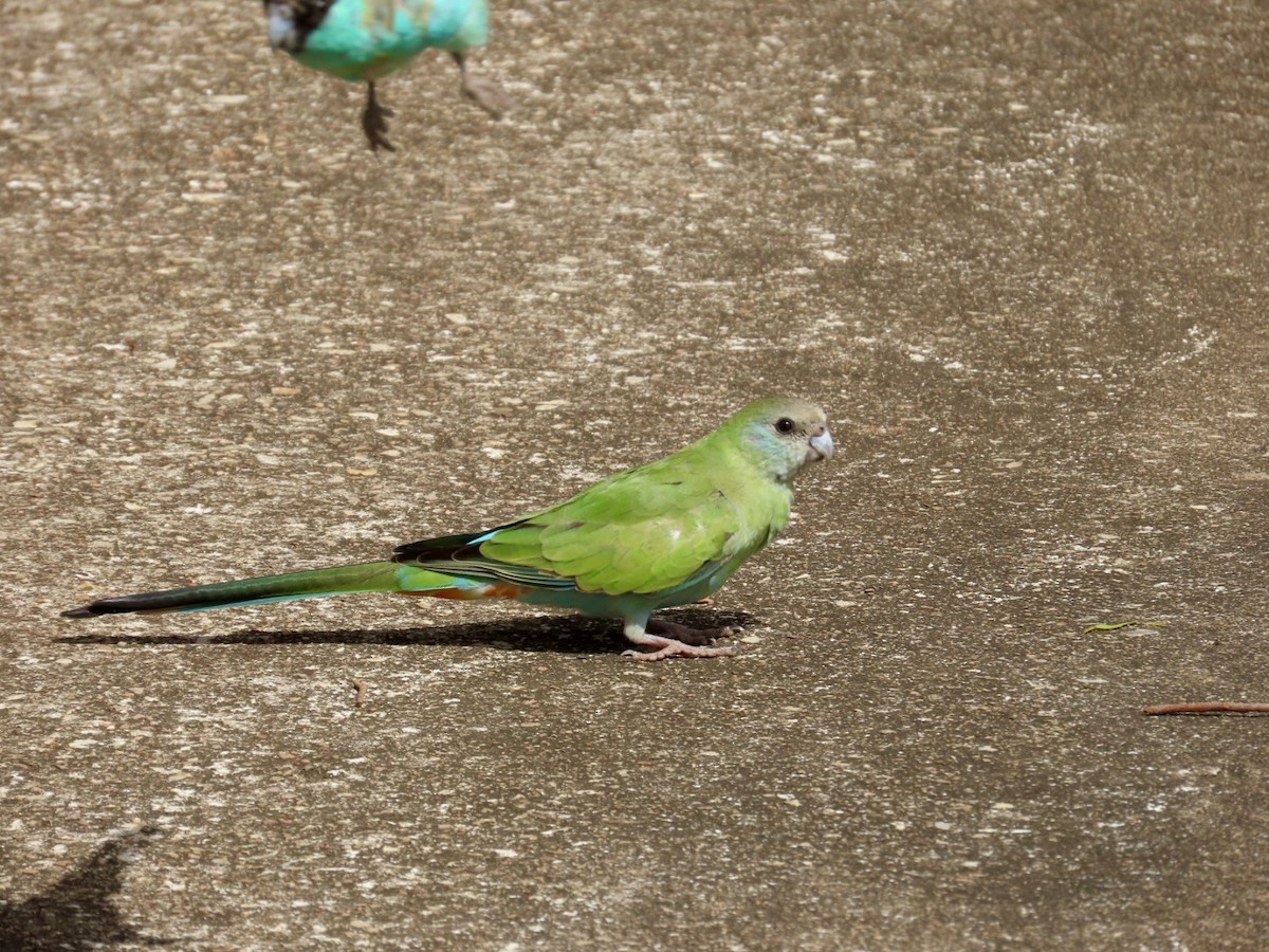 Hooded Parrot - ML646839877